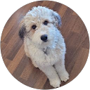 Alex Oliviero (Skysnipe)