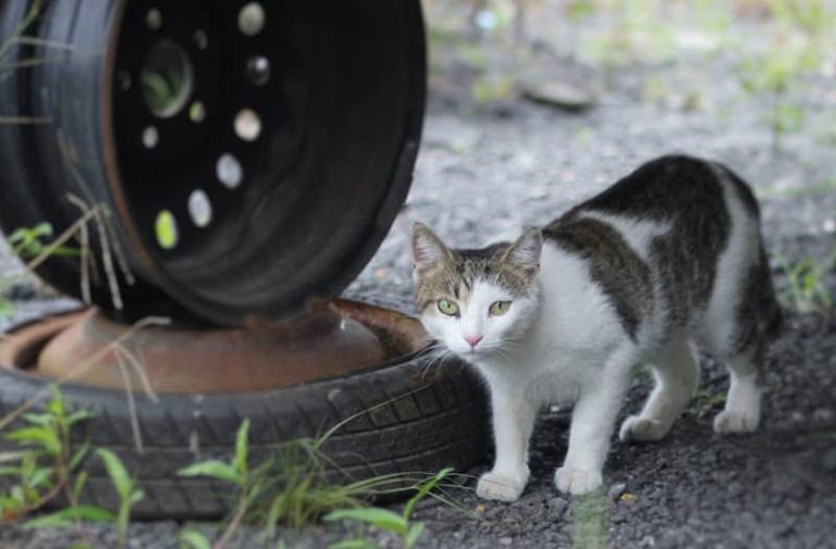 Lewaposs Auto Service Salvage at 6516 S Roxbury Mill Rd Spotsylvania Courthouse VA 22551 2 768x505